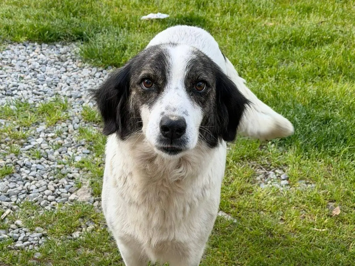 Adotta un cane, femmina, 2 anni e 8 mesi, Crotone