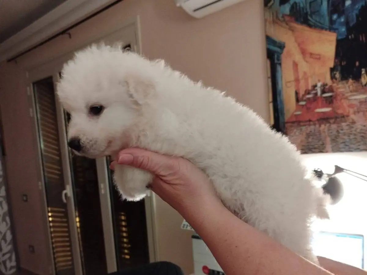 Adotta un cane, femmina, 11 mesi, Siracusa