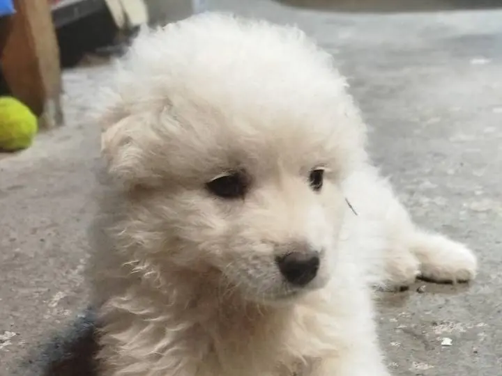 Adozione cane, femmina, Pastore maremmano Razza sconosciuta, 11 mesi, taglia grande, Siracusa