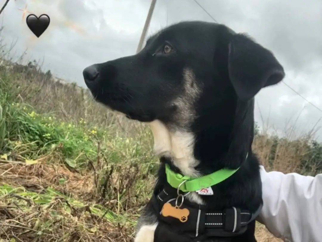Adotta un cane, taglia media, femmina, Agrigento