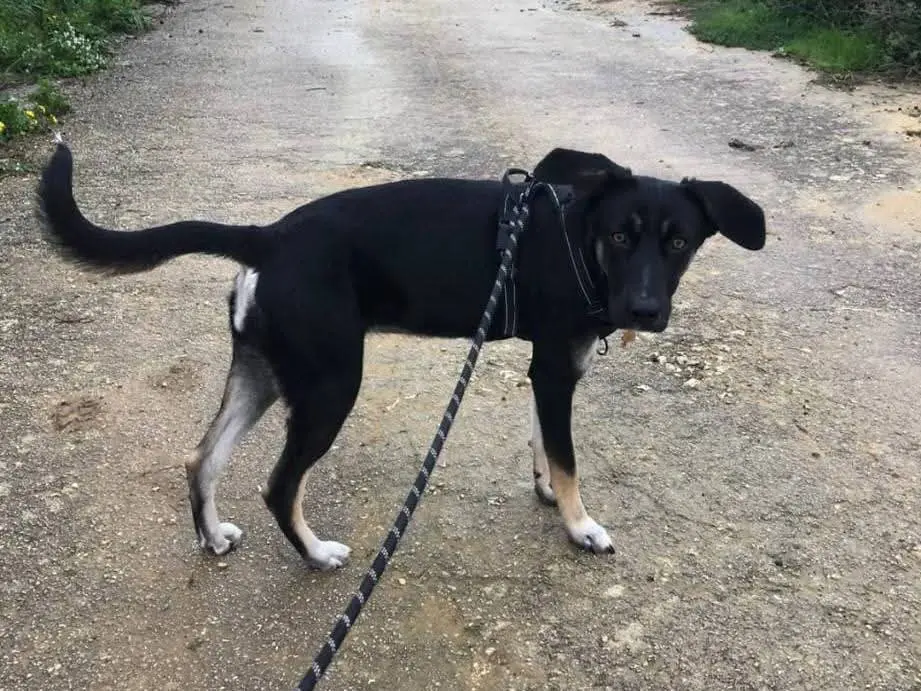 Adozione cane, femmina, Razza sconosciuta Razza sconosciuta, 1 anno e 6 mesi, taglia media, Agrigento