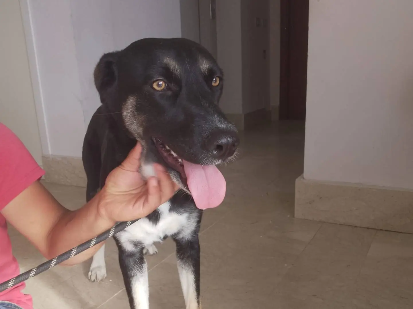 Adotta un cane, femmina, 1 anno e 6 mesi, Agrigento