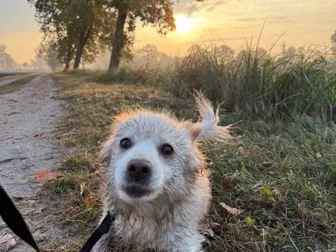 Adotta un cane, maschio, 11 anni e 2 mesi, Cremona
