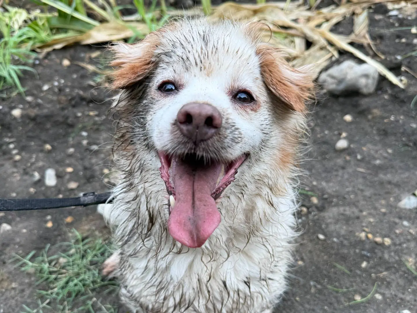 Vuoi adottare un cane a Cremona?