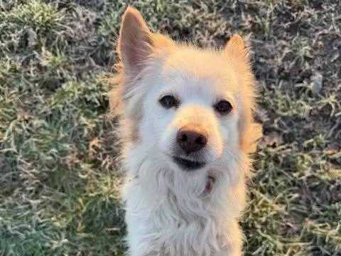 Adozione cane, maschio, Razza sconosciuta Razza sconosciuta, 11 anni e 2 mesi, taglia piccola, Cremona