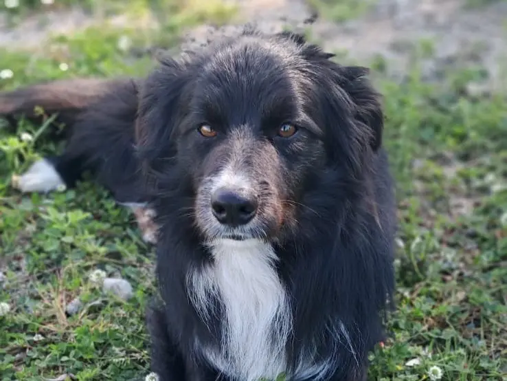 Adozione cane, maschio, Razza sconosciuta Razza sconosciuta, 1 anno e 8 mesi, taglia media, Reggio