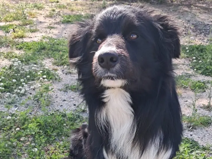 Adotta un cane, maschio, 1 anno e 8 mesi, Reggio
