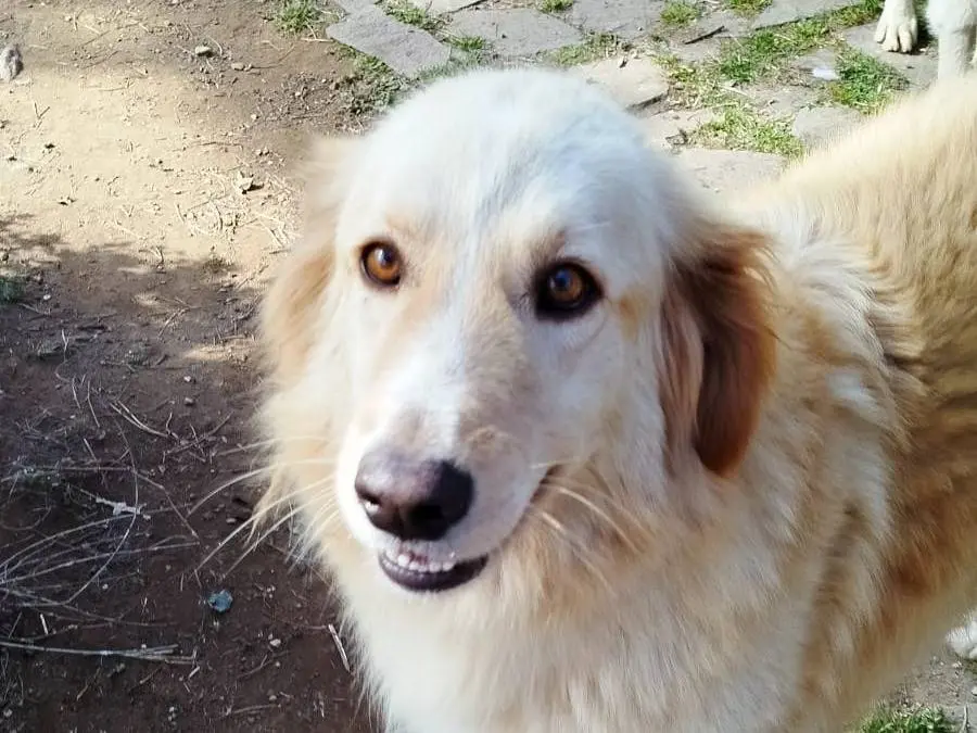 Vuoi adottare un cane a Pistoia?