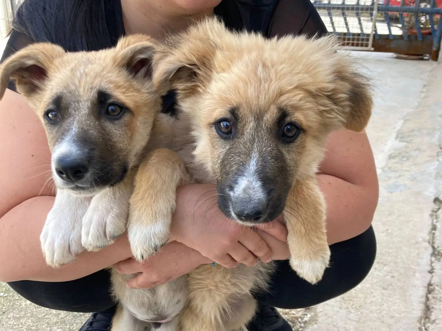 Adotta un cane, femmina, 1 anno e 7 mesi, Taranto