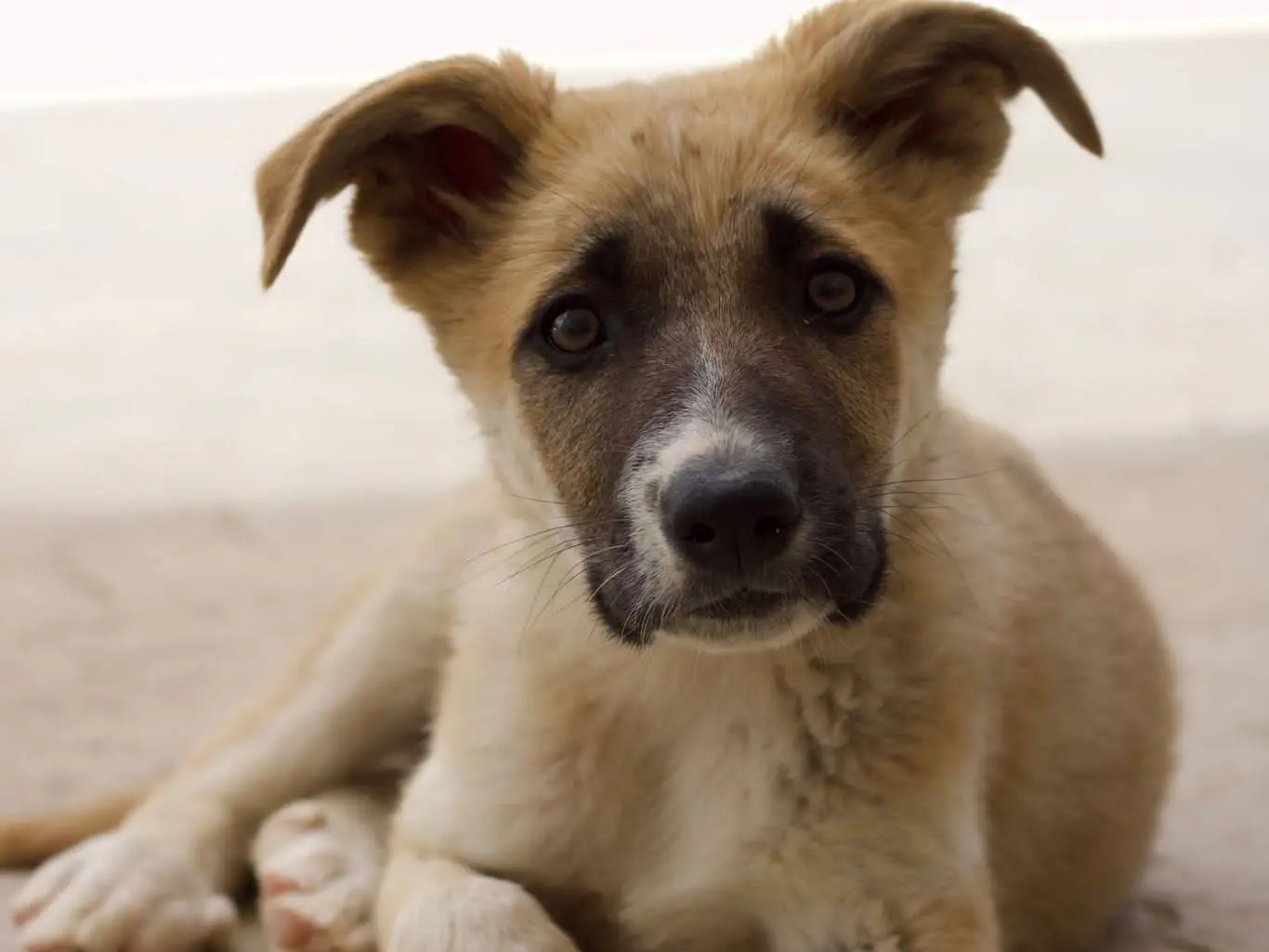 Adozione cane, femmina, Pastore tedesco Razza sconosciuta, 1 anno e 7 mesi, taglia gigante, Taranto