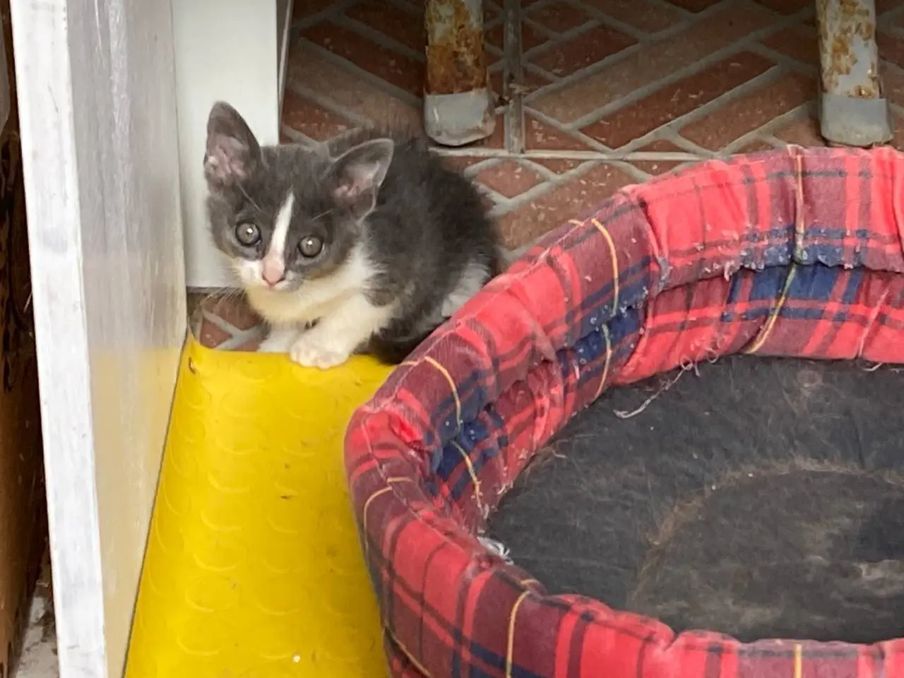 Vuoi adottare un gatto a Sud?