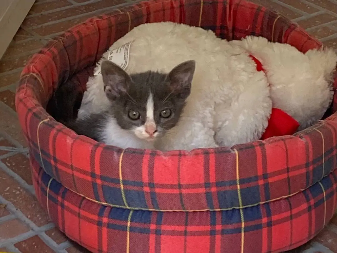 Adotta un gatto, taglia non valida, maschio, Sud