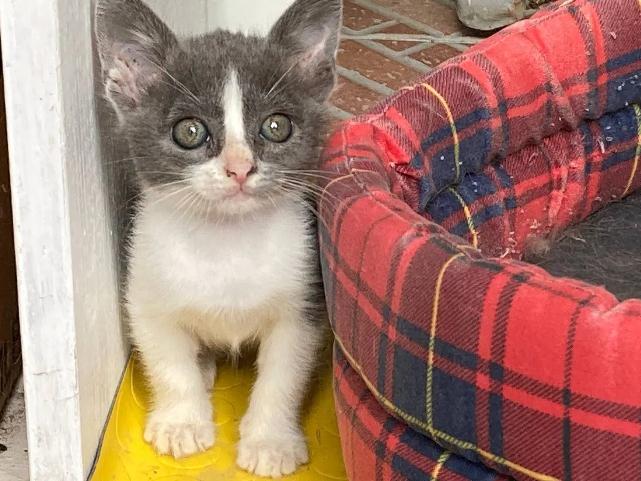 Adozione gatto, maschio, Razza sconosciuta Razza sconosciuta, 1 mese, taglia non valida, Sud