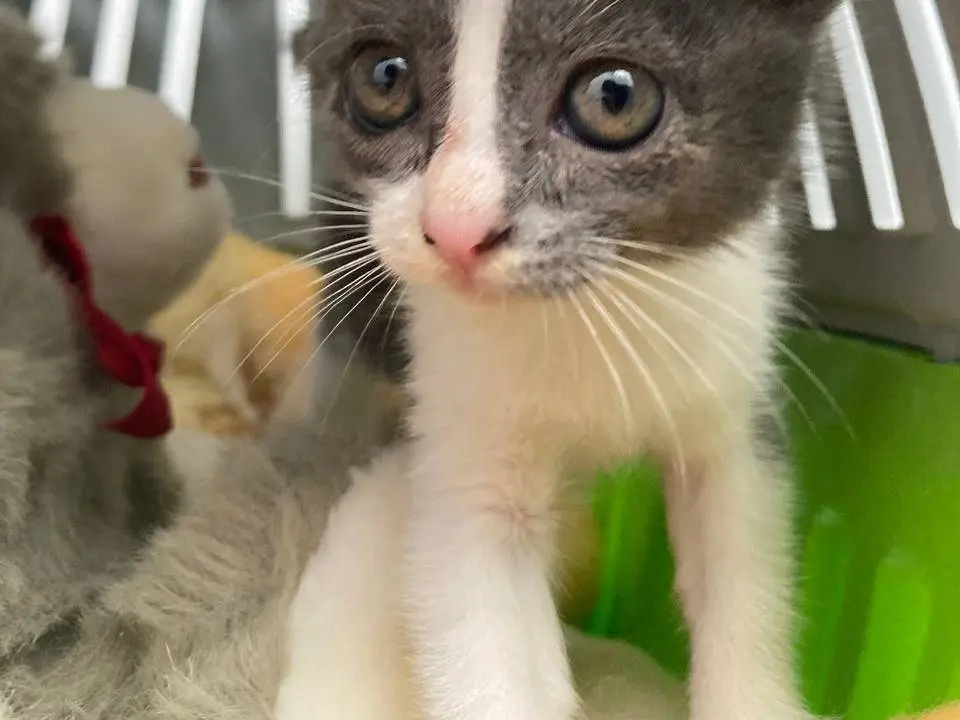 Adotta un gatto, maschio, 1 mese, Sud