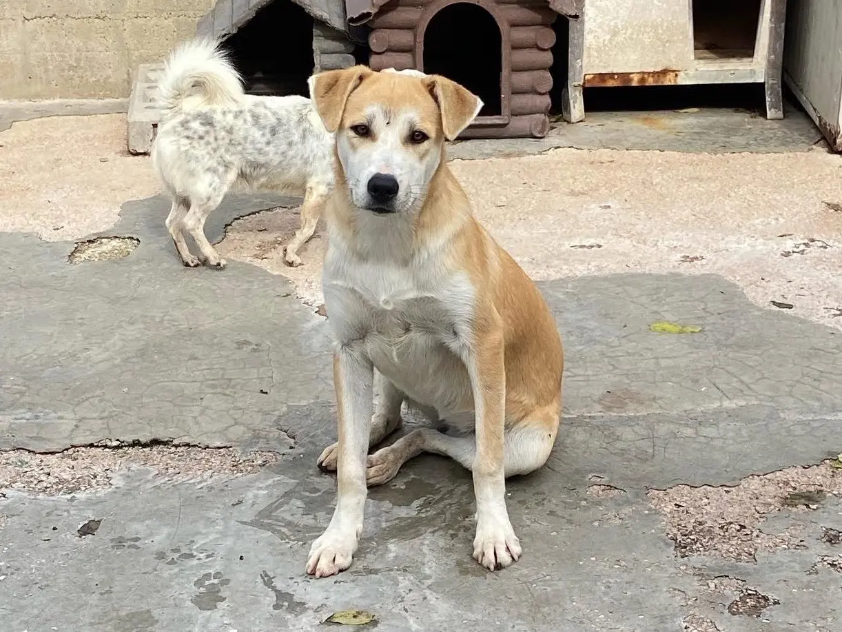 Adotta un cane, femmina, 2 anni e 3 mesi, Caserta