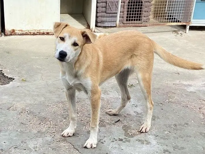 Adozione cane, femmina, Labrador Retriever Razza sconosciuta, 2 anni e 3 mesi, taglia grande, Caserta