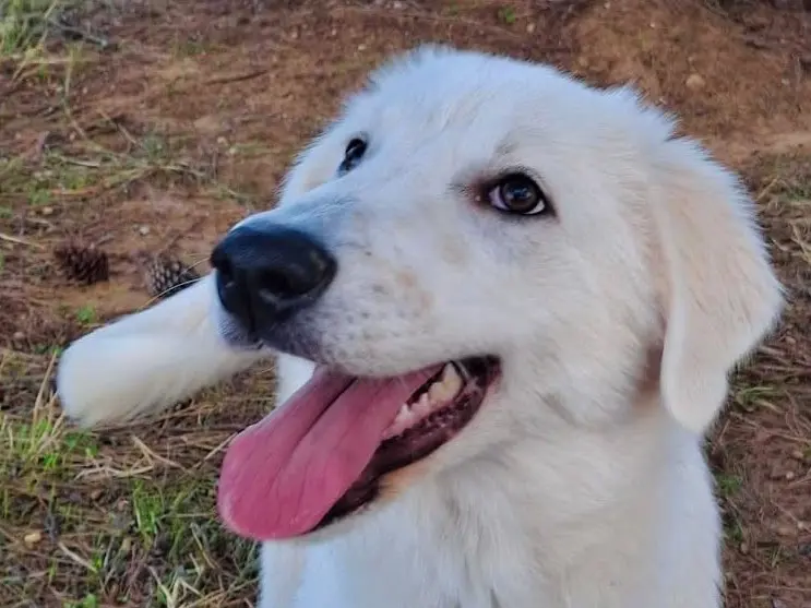 Adozione cane, femmina, Razza sconosciuta Razza sconosciuta, 4 mesi, taglia media, Crotone