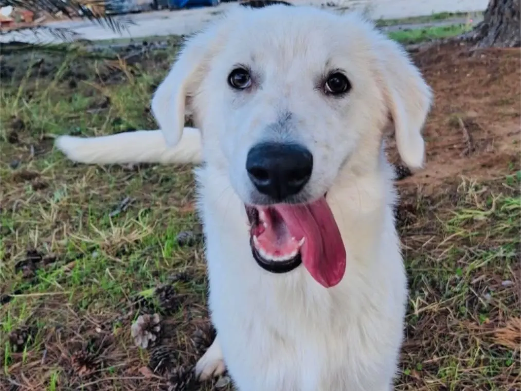Adotta un cane, femmina, 4 mesi, Crotone
