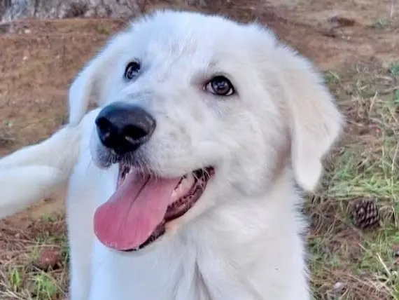 Adotta un cane, taglia media, femmina, Crotone