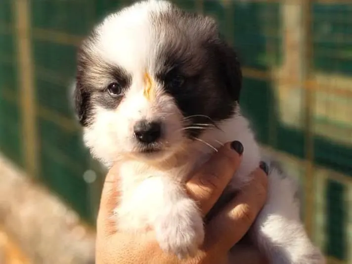 Adozione cane, femmina, Razza sconosciuta Razza sconosciuta, 1 anno, taglia media contenuta, Crotone