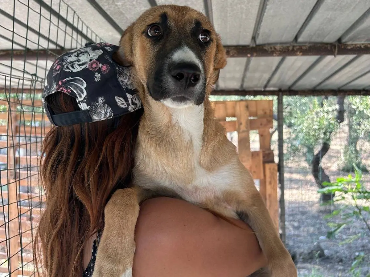 Vuoi adottare un cane a Chieti?