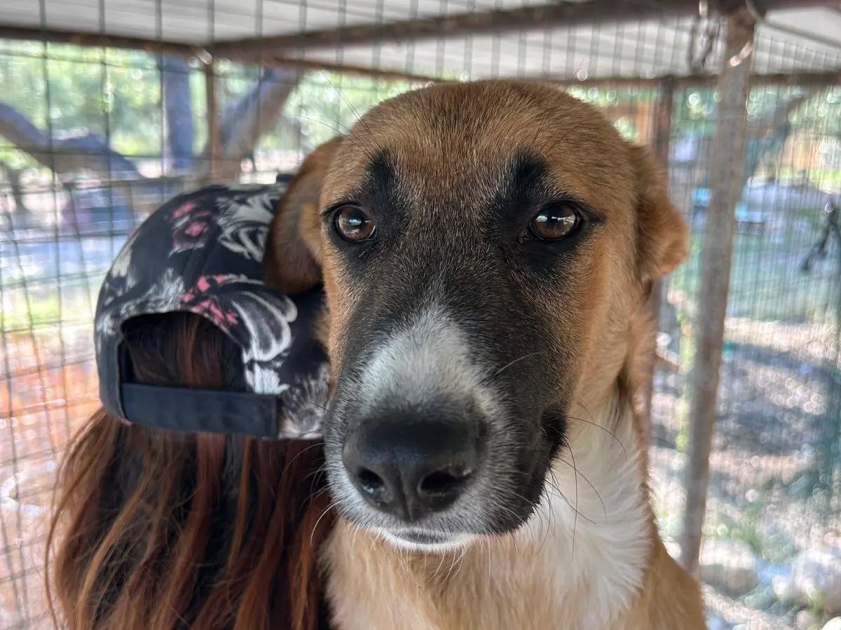 Adotta un cane, maschio, 1 anno e 7 mesi, Chieti