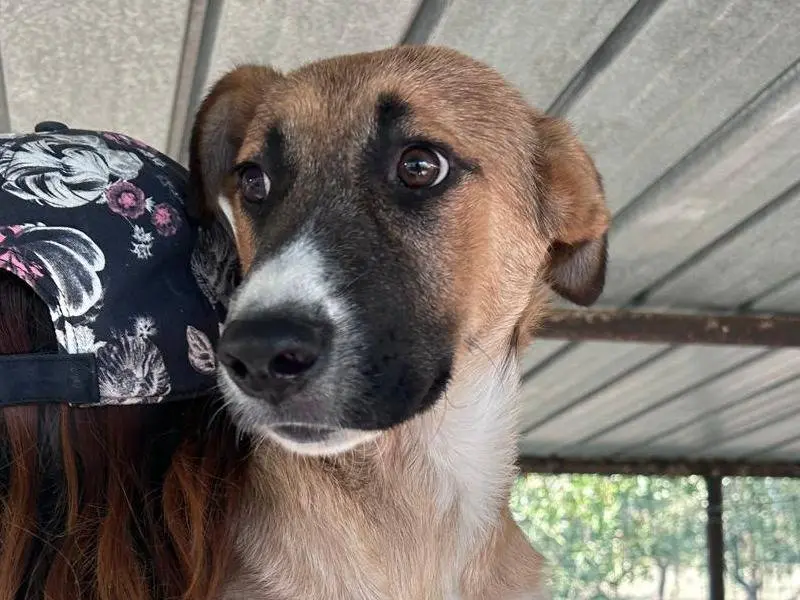 Adotta un cane, taglia media, maschio, Chieti
