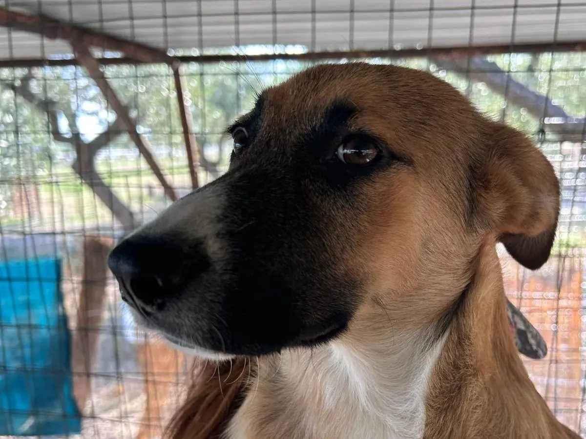 Adotta il cane Shiro a Chieti