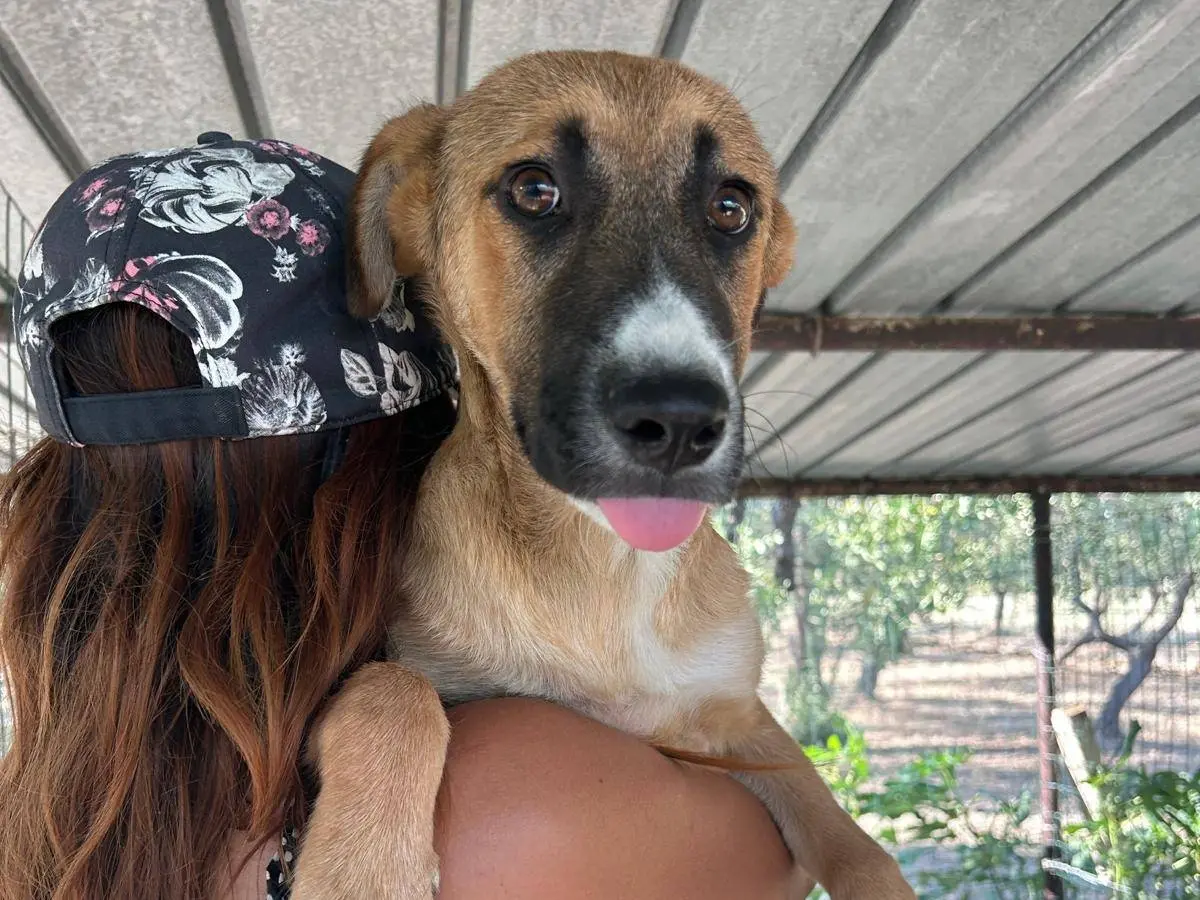 Adozione cane, maschio, Razza sconosciuta Razza sconosciuta, 1 anno e 7 mesi, taglia media, Chieti
