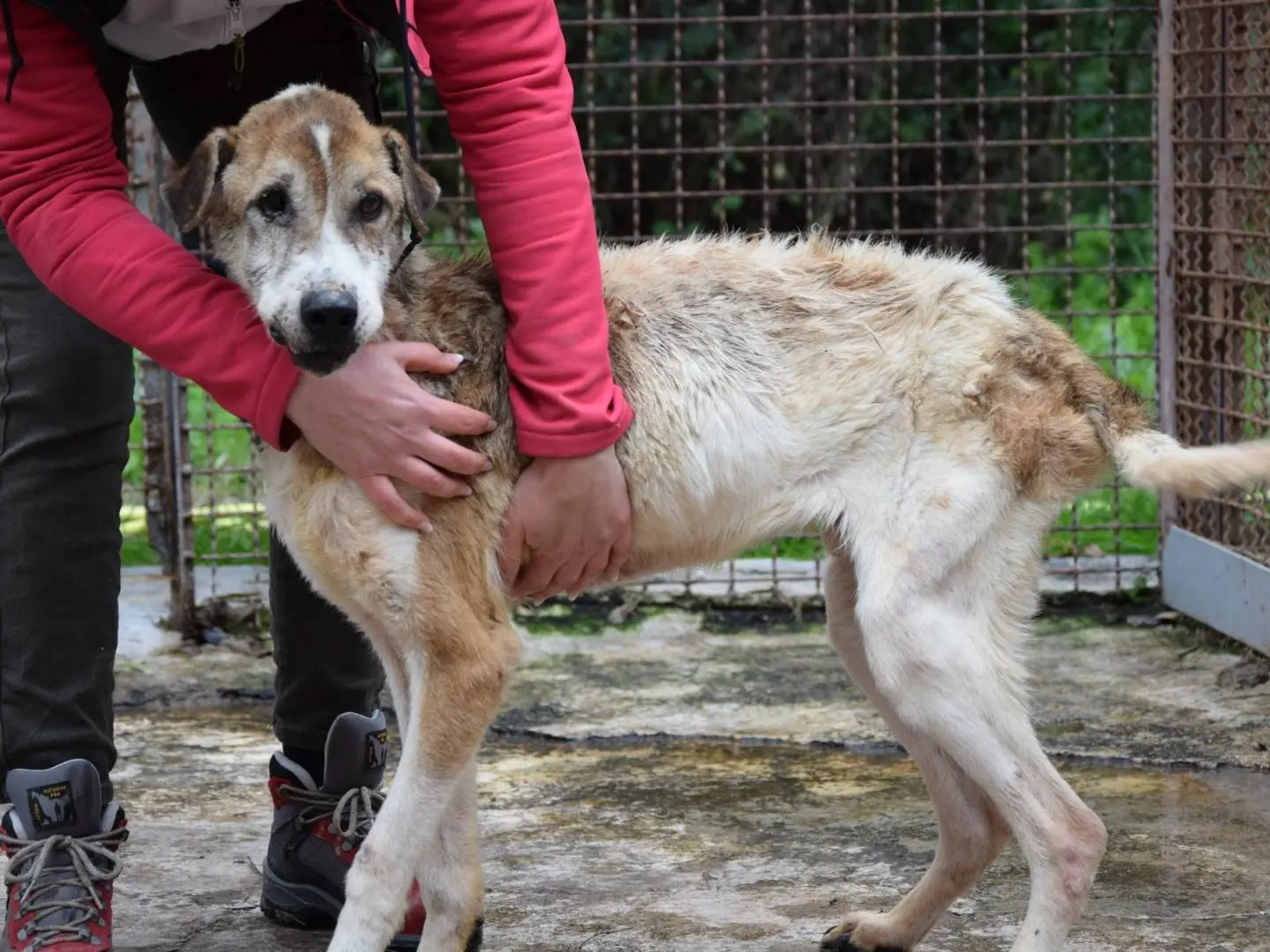 Adozione cane, maschio, Razza sconosciuta Razza sconosciuta, 10 anni e 8 mesi, taglia media, Chieti