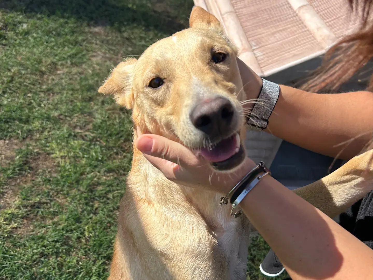 Adotta un cane, femmina, 3 anni e 11 mesi, Latina