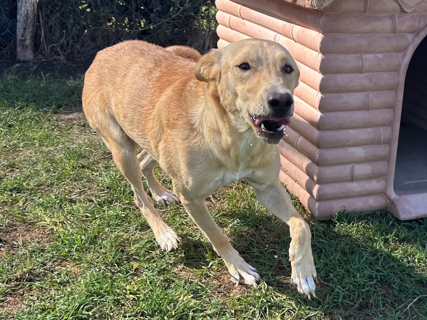 Vuoi adottare un cane a Latina?