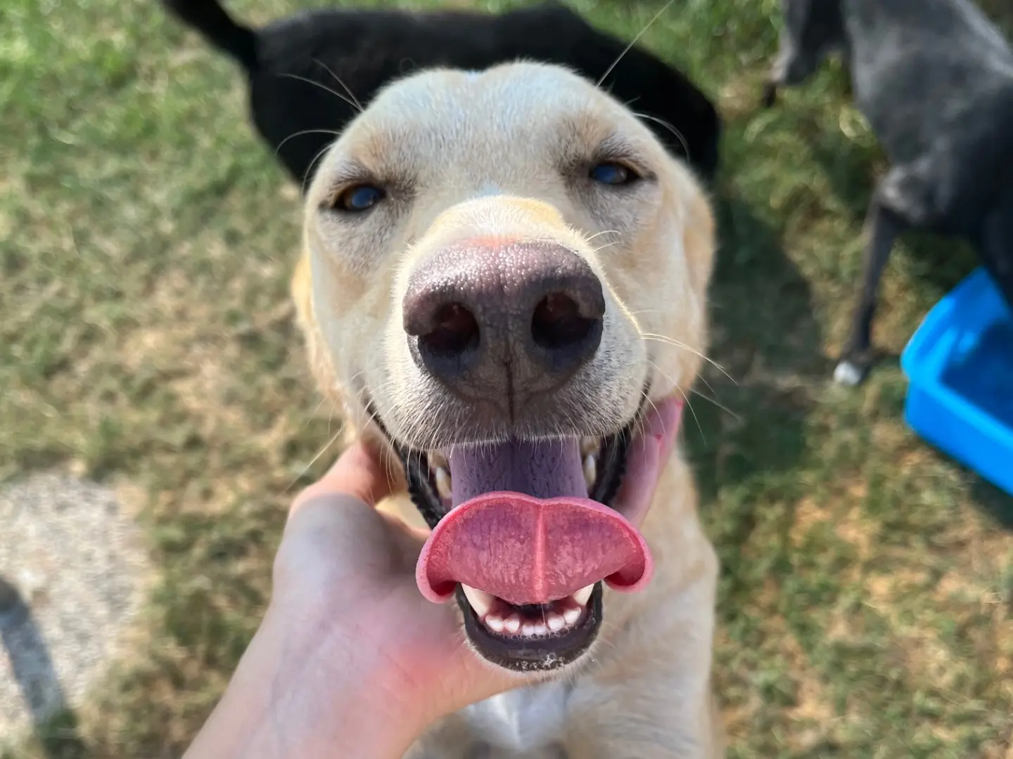 Adozione cane, femmina, Razza sconosciuta Razza sconosciuta, 3 anni e 11 mesi, taglia media contenuta, Latina