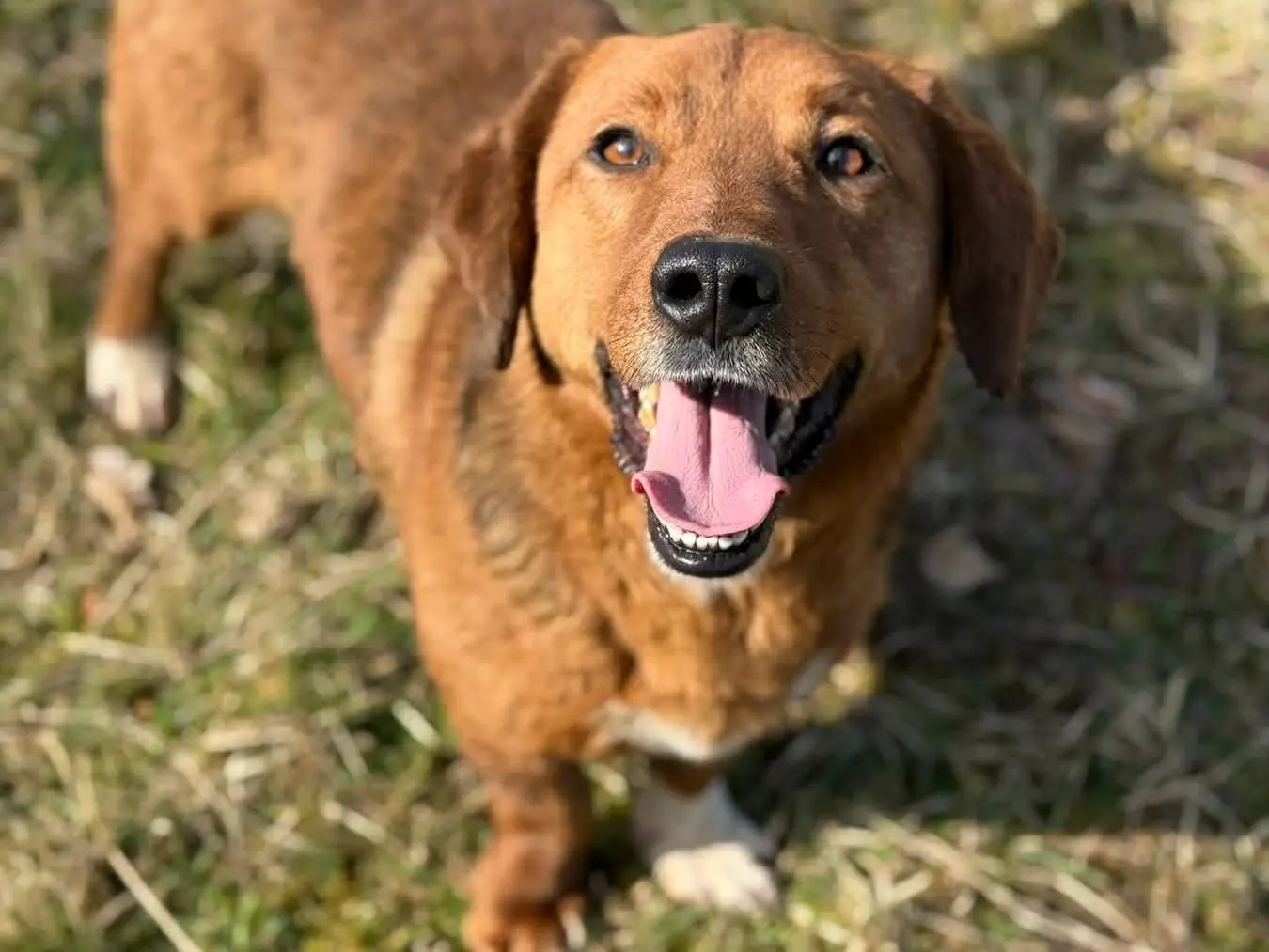 Adozione cane, maschio, Razza sconosciuta Razza sconosciuta, 4 anni e 8 mesi, taglia media contenuta, Firenze