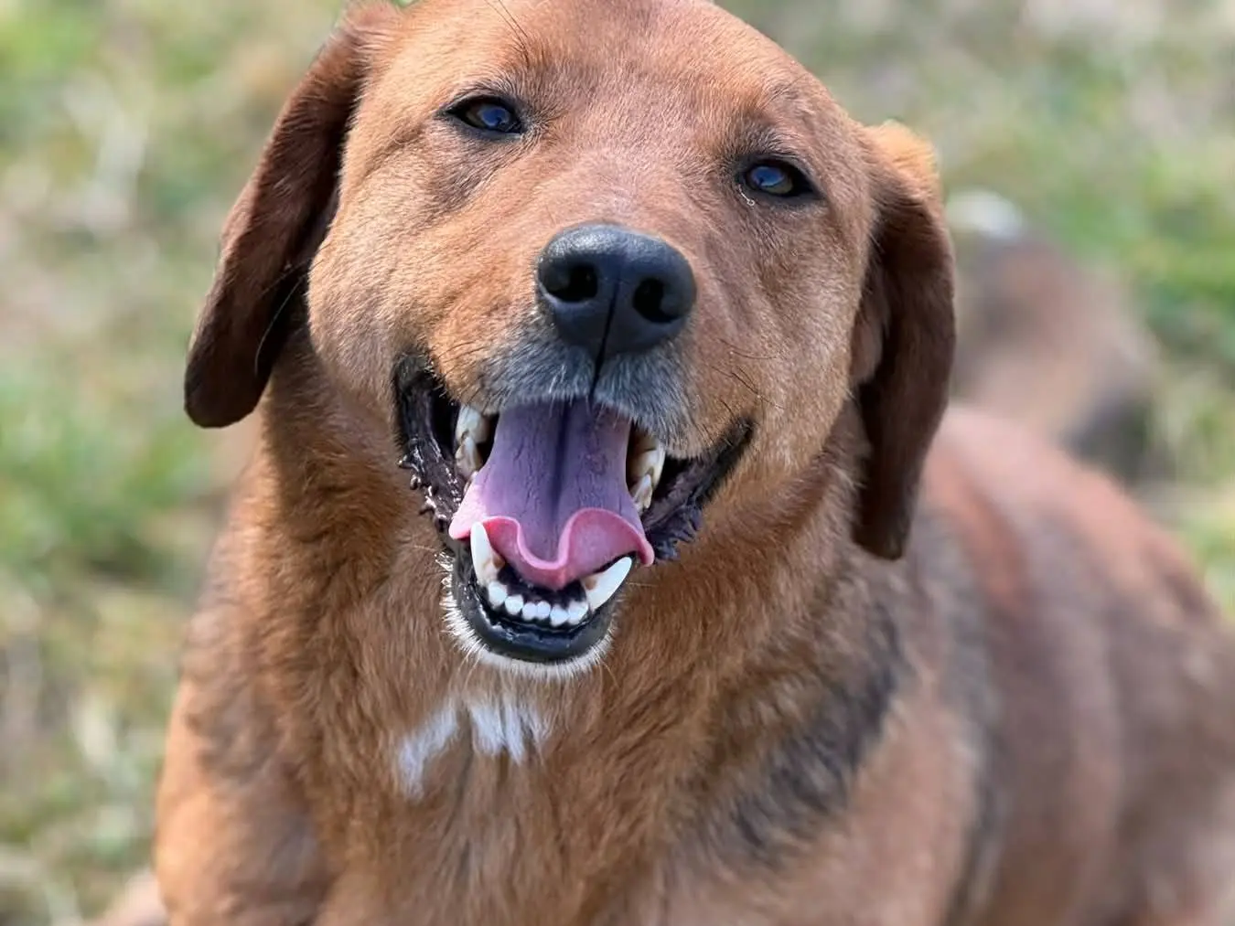 Vuoi adottare un cane a Firenze?