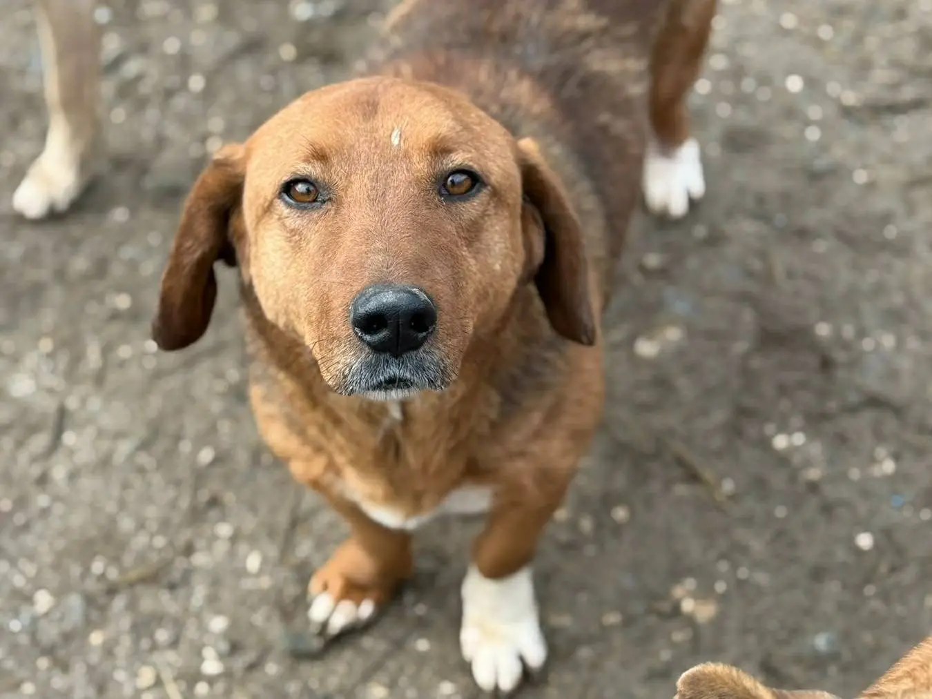 Adotta un cane, maschio, 4 anni e 8 mesi, Firenze