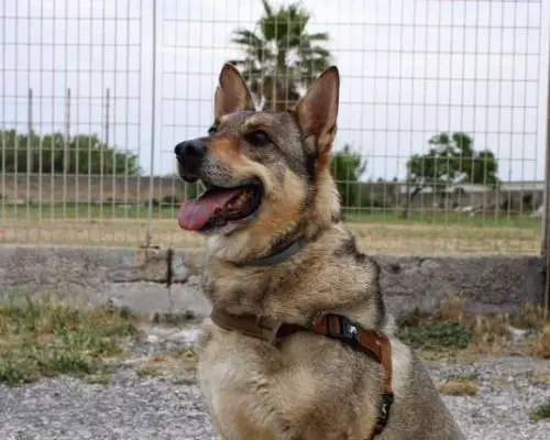 Adozione cane, maschio, Cane lupo Cecoslovacco, 9 anni e 8 mesi, taglia grande, Napoli