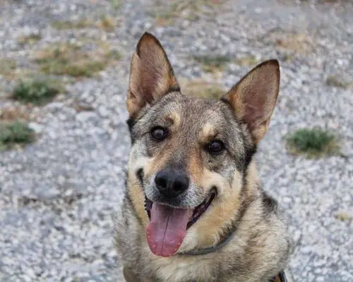 Adotta un cane, taglia grande, maschio, Napoli