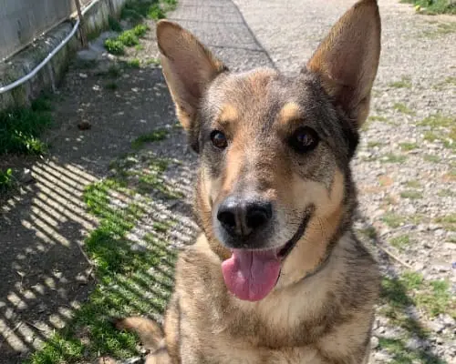 Adotta un cane, maschio, 9 anni e 8 mesi, Napoli