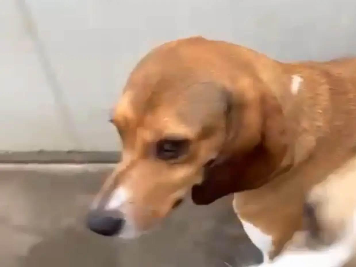 Adozione cane, maschio, Razza sconosciuta Razza sconosciuta, 5 anni, taglia media, Latina