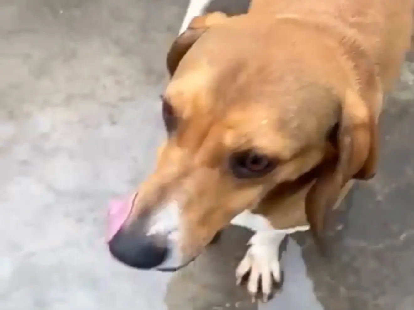 Adotta un cane, maschio, 5 anni, Latina