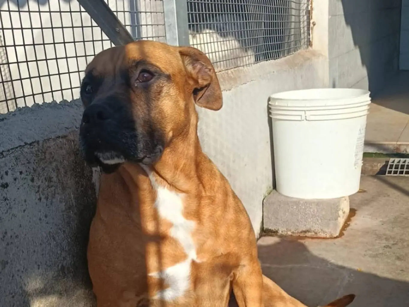 Adotta un cane, femmina, 5 anni e 5 mesi, Latina
