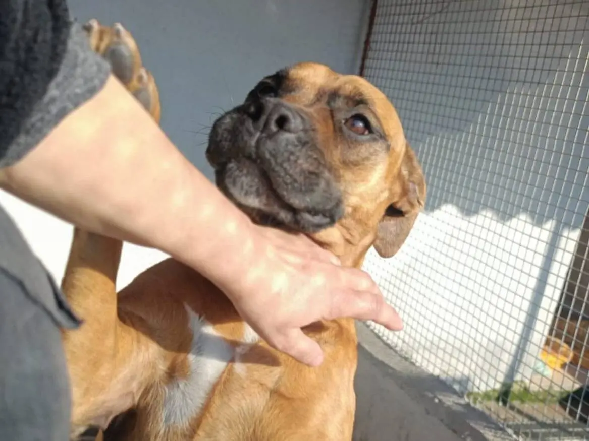 Vuoi adottare un cane a Latina?