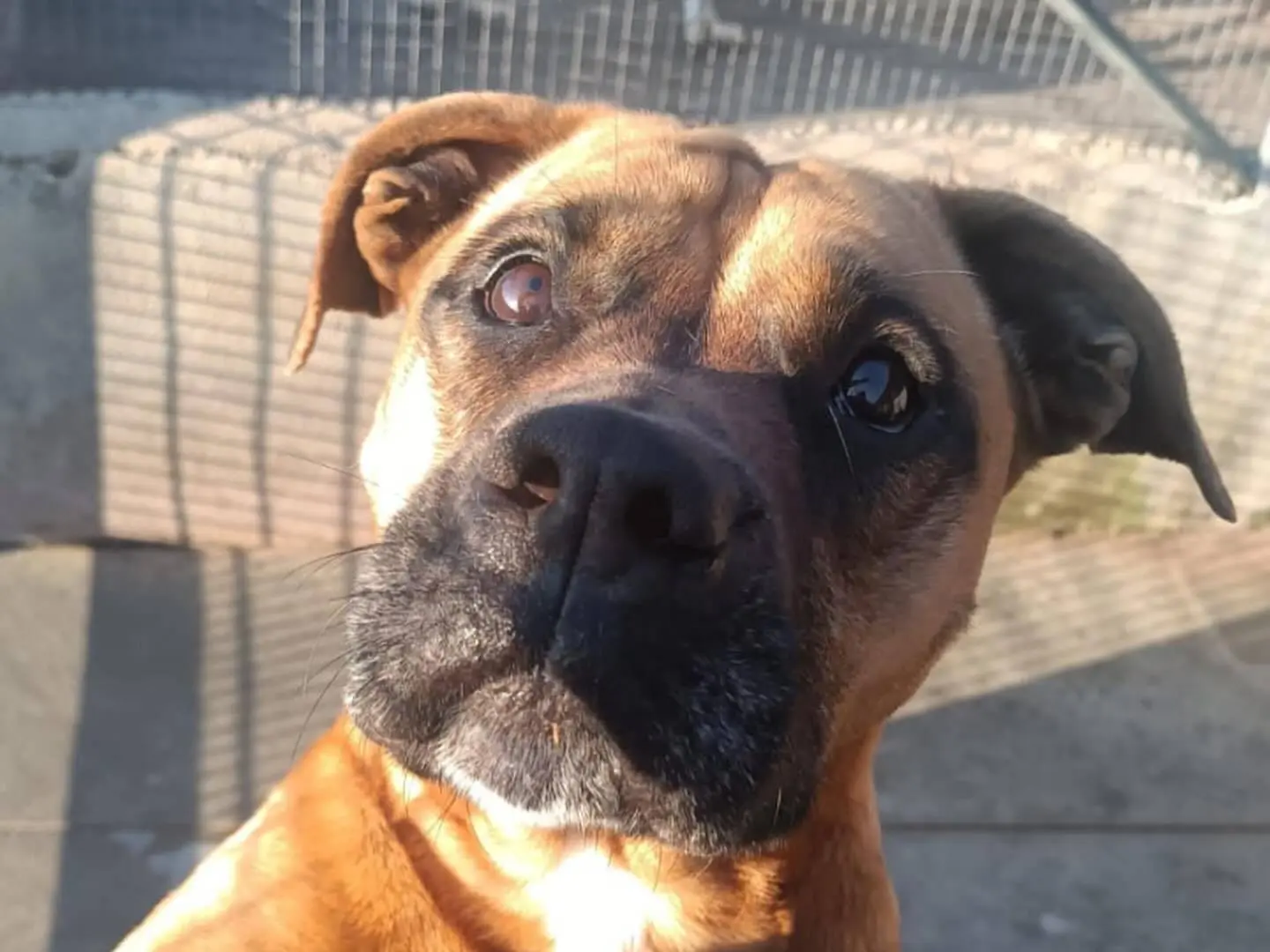 Adozione cane, femmina, Boxer Razza sconosciuta, 5 anni e 5 mesi, taglia media, Latina