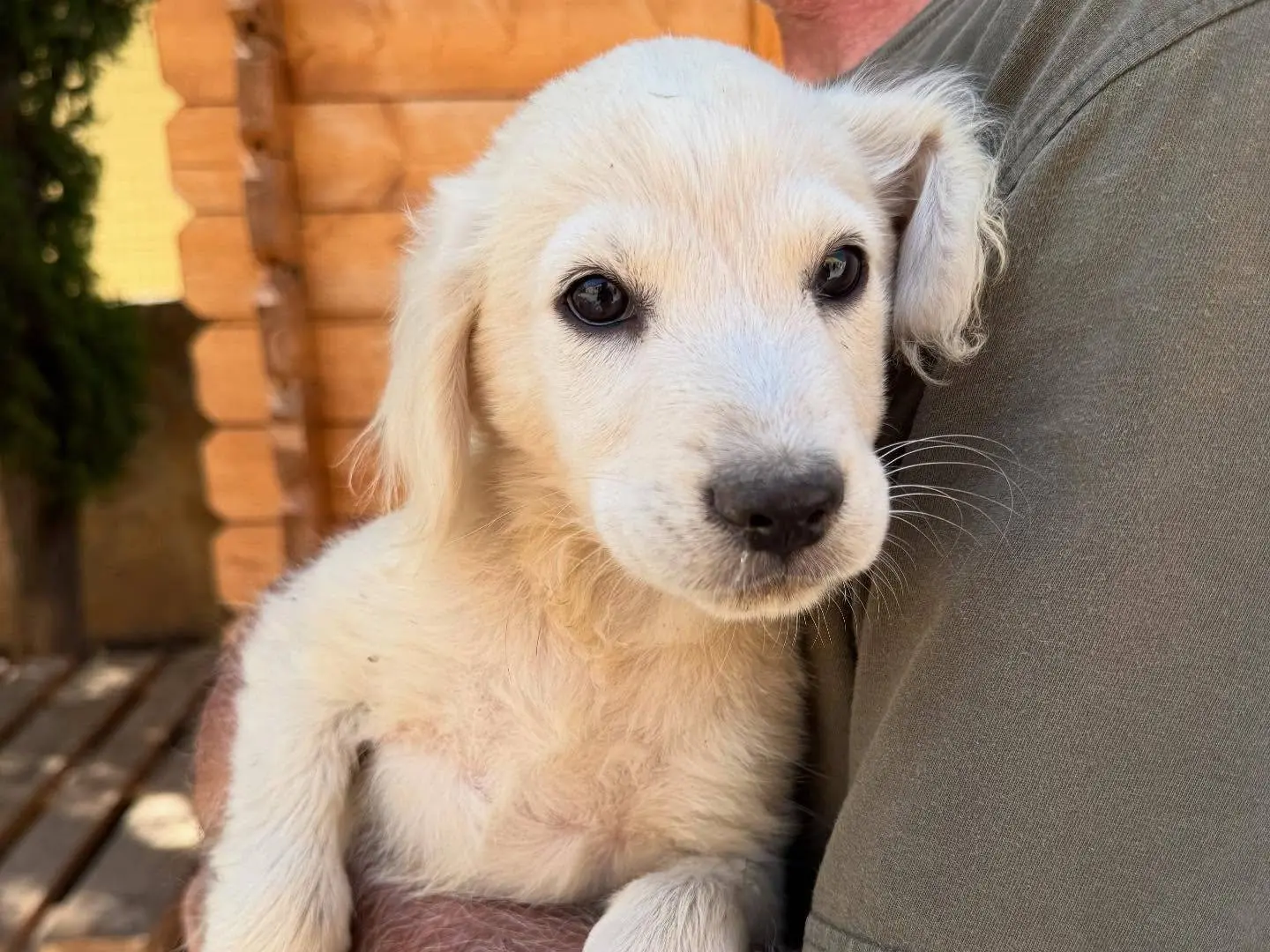 Adotta un cane, maschio, 1 anno e 4 mesi, Matera