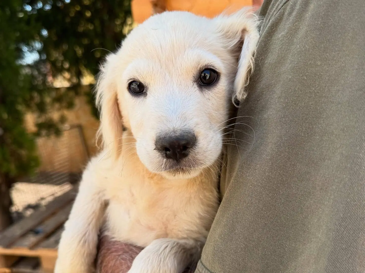 Adotta un cane, taglia media, maschio, Matera