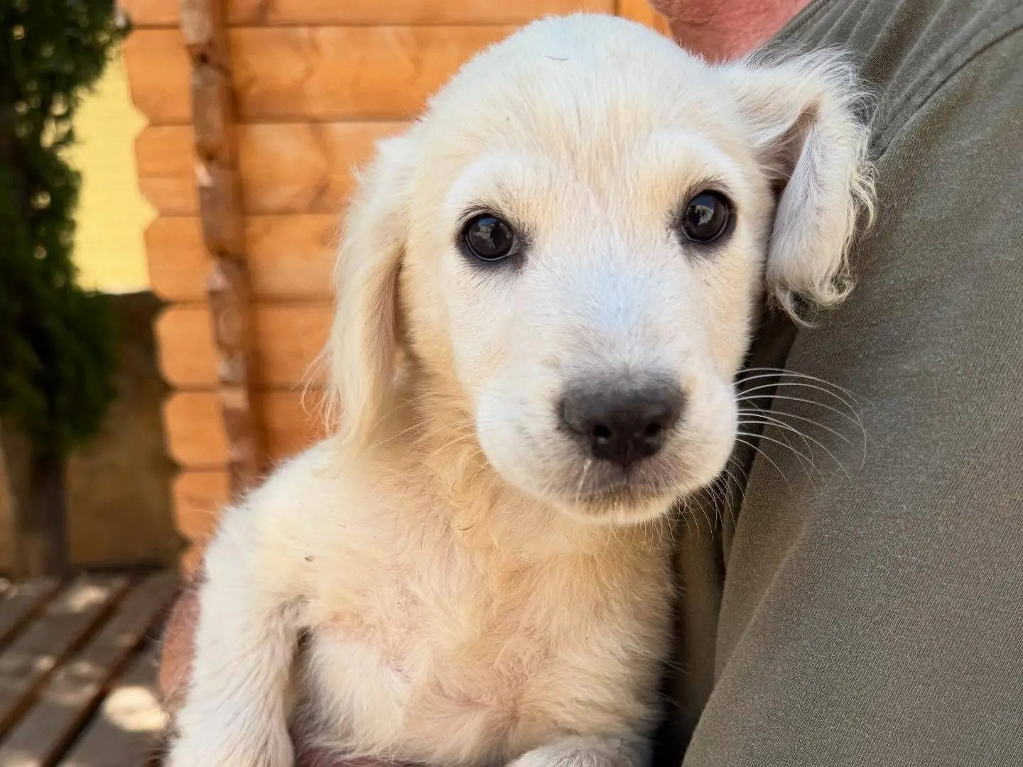 Adozione cane, maschio, Razza sconosciuta Razza sconosciuta, 1 anno e 4 mesi, taglia media, Matera