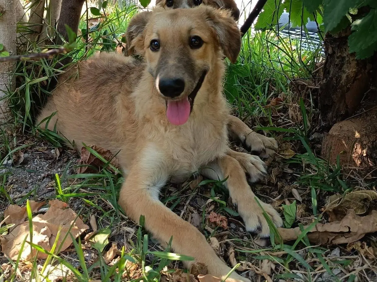 Adozione cane, maschio, Razza sconosciuta Razza sconosciuta, 7 mesi, taglia media, Siracusa