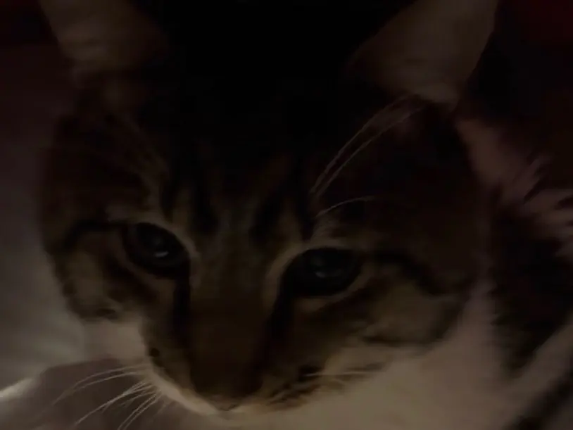 Adozione gatto, maschio, Razza sconosciuta Razza sconosciuta, 10 anni, taglia non valida, Torino