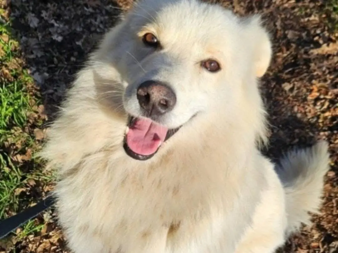 Adozione cane, maschio, Razza sconosciuta Razza sconosciuta, 5 anni e 4 mesi, taglia media, Novara